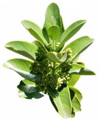 сандал предпочтительно